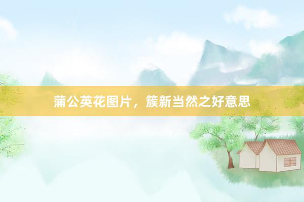 蒲公英花图片，簇新当然之好意思